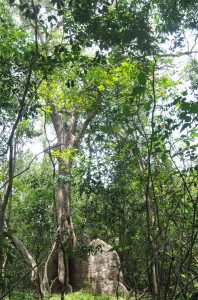 Archaeological Survey in Neelagiri seya