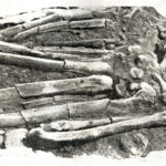 Bellanbendipelessa-Balangoda-Man-P.E.P.-Deraniyagala-Sri-Lanka-Prehistory